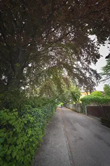 Green Area Prints: Suburban residential street with trees and gardens