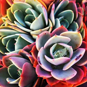 Succulent plants