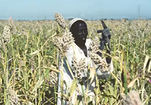 Disabled Prints: Sudan: Man harvests SOGRUM