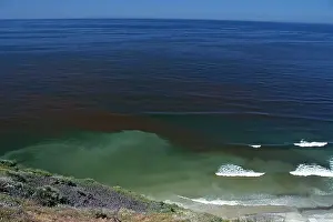 Plankton Prints: A sudden growth or bloom of the dinoflagellate Gonyaulax causes red tide Humans have died from eating infected clams