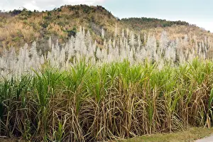 Sugarcane Prints: sugar cane field in north Thailand