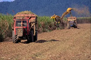 Intensive Prints: Sugar cane harvest, Queensland, Australia