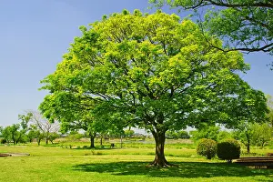 Waterside Prints: Suizenji Ezuko Park in spring, Kumamoto Prefecture, Japan