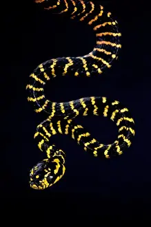 Sulawesi gold ringed snake (Boiga dendrophila gemmicincta)