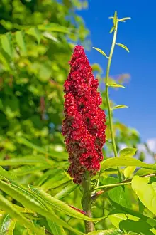 Verdant Prints: Sumac Flower in a Verdant Wetland in the Trempealeau National Wildlife Refuge in Wisconsin