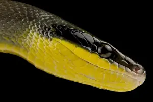 Ratsnake Prints: Sumatran ratsnake (Orthriophis taeniurus grabowskyi)