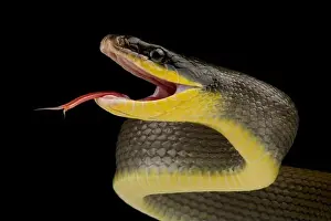 Ratsnake Prints: Sumatran ratsnake (Orthriophis taeniurus grabowskyi)