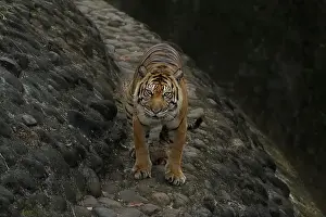 Whisker Prints: A Sumatran tiger standing on a rock during the day while looking at the camera