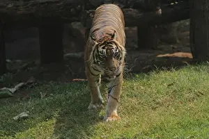 Whisker Prints: A Sumatran tiger walks in the grass in the morning