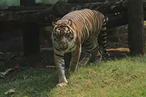 Whisker Prints: A Sumatran tiger walks in the grass in the morning