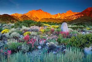 Solitude Prints: Summer dawn beneath Mount Humphreys Eastern Sierra California United States