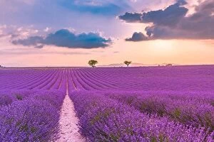 Images Dated 2nd July 2018: Summer field with blooming lavender flowers against the sunset sky