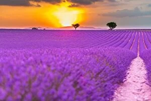 Images Dated 2nd July 2018: Summer field with blooming lavender flowers against the sunset sky