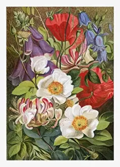 Spring Time Prints: Summer Flowers. Seasonal illustration of The illustrated London Almanack (1845 to 1895)