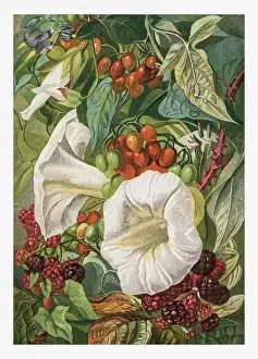 Summer Flowers. Seasonal illustration of The illustrated London Almanack (1845 to 1895)