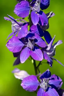 Ranunculaceae Prints: Summer knight's spur (Delphinium ajacis), Bavaria, Germany