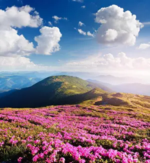 Glade Prints: Summer landscape. Flowers in the mountains. Beauty in nature. Sunny day