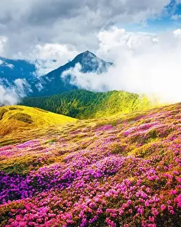 Summer landscape with pink blooming rhododendron flowers in the mountains glade. Beauty in nature world background