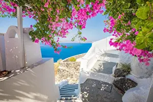Summer vacation panorama, luxury famous Europe destination. White architecture in Santorini, Greece. Perfect travel scenery with pink flowers