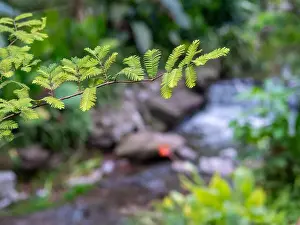 Ferns Prints: Summer view fern green leaves amid clear Spring and rocks in background in a city park of Chongqing