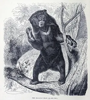 Bears Prints: The sun bear [AKA Malayan Bear] (Helarctos malayanus)