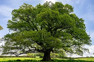 Hedge Prints: Sun bursting through a grand old oak tree