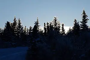 Caribou Prints: Sun lighting top of trees near Donnelly Dome on a winter afternoon near Delta Junction