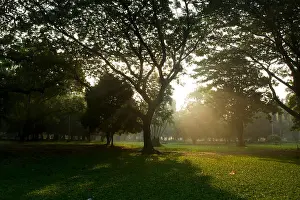 Scenic Beauty Prints: Sun-ray at Ramna Park in Dhaka in a winter morning. Dhaka, Bangladesh