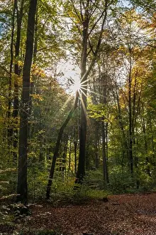 Sunbeams Prints: Sun rays in the autumn forest