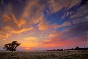 Plains Prints: The sun sets behind a cottonwood tree in the Sacramento Valley of California