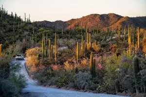 Southwest Usa Prints: The sun sets on Saguaro Cactus at Saguaro cactus at Saguaro National Park near Tucson