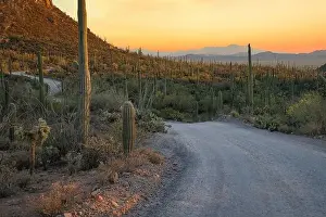 Southwest Usa Prints: The sun sets on Saguaro Cactus at Saguaro cactus at Saguaro National Park near Tucson
