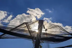 Backlit Prints: The sun shines against the light behind nets stretched over apple trees to protect them from birds