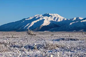 Caribou Prints: Sun shining on caribou standing in icy field in front of mountain on a winter day near Delta Junction
