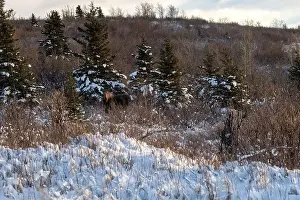 Delta Junction Prints: Sun shining on head of moose standing in front of a snowy tree on a winter afternoon near Delta Junction