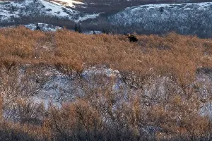 Delta Junction Prints: Sun shining on head of moose standing in vegetataion on a winter afternoon in interior Alaska