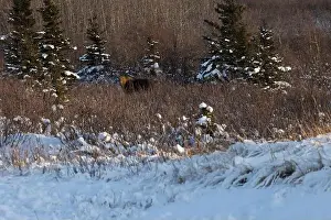 Delta Junction Prints: Sun shining on head of moose standing in vegetation in front of a pile of snow on a winter afternoon near Delta