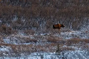 Delta Junction Prints: Sun shining on moose standing in snow and plants on a winter afternoon near Delta Junction