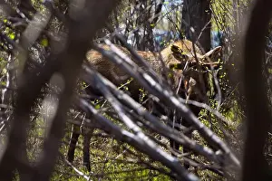 City Day Prints: Sun shining on moose in the trees at Potter Marsh on a spring day in Anchorage, Alaska