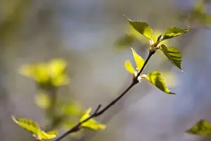 Birch Prints: Sun shining on new birch leaves on a spring day at Potter Marsh in Anchorage, Alaska
