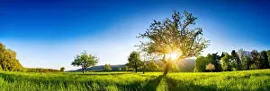 Beams Prints: The sun shining through a tree on a green meadow