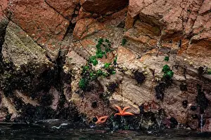 Marinelife Prints: Sun starfish and sea star resting on coastal rocks of Islas Ballestas Peru showcasing vibrant marine life and nature