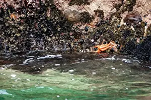 Sun starfish and sea star resting on coastal rocks of Islas Ballestas Peru showcasing vibrant marine life and nature