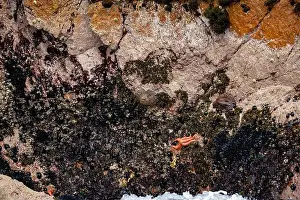 Marinelife Prints: Sun starfish and sea star resting on coastal rocks of Islas Ballestas Peru showcasing vibrant marine life and nature