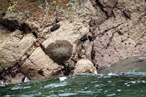 Marinelife Prints: Sun starfish and sea star resting on coastal rocks of Islas Ballestas Peru showcasing vibrant marine life and nature