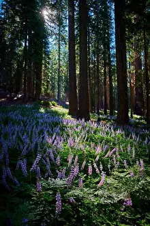 Sunburst Prints: Sunburst Through Sequoia Forest with Purple Wildflowers and Lush Meadow Floor