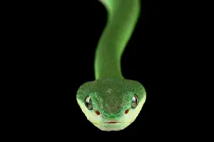 Sunda Island pitviper (Trimeresurus insularis) green