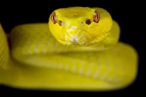 Tree Snake Prints: Sunda Island pitviper (Trimeresurus insularis) yellow