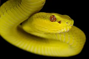 Tree Snake Prints: Sunda Island pitviper (Trimeresurus insularis) yellow