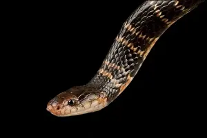 Venom Prints: Sundevalls garter snake (Elapsoidea sundevalli sundevalli)